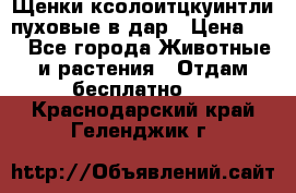 Щенки ксолоитцкуинтли пуховые в дар › Цена ­ 1 - Все города Животные и растения » Отдам бесплатно   . Краснодарский край,Геленджик г.